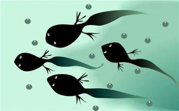 蝌蚪教案最新8篇