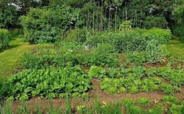 莫言卖白菜读后感5篇