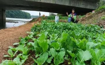 中班幼儿蔬菜教案8篇