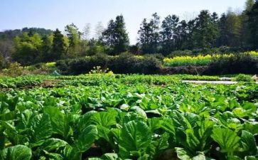 幼儿园摘蔬菜教案模板8篇