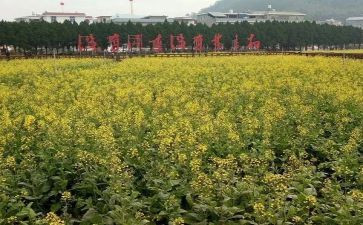 关于才溪的调查报告优质6篇