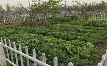 小菜园教案优质6篇