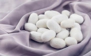 蚕主题教案优质6篇