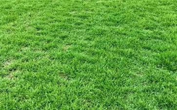 草读后感300字通用8篇