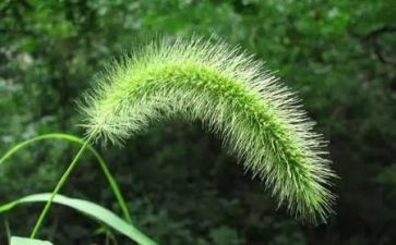二年级下册草的教案7篇