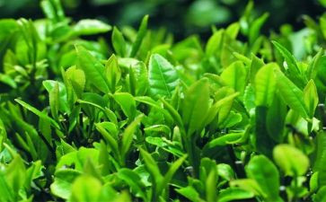茶与禅的修行心得体会6篇