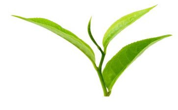 茶有关的工作总结7篇