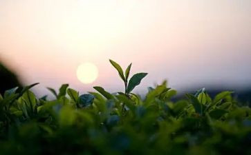 茶的工作计划范文8篇