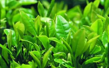 关于茶的心得体会8篇