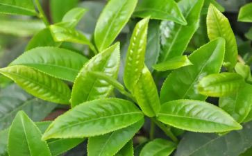 茶有关的工作总结模板7篇