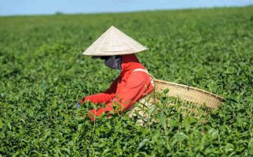 关于茶的调查报告模板精选8篇