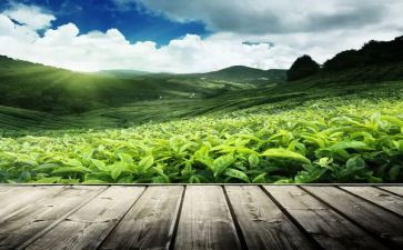 茶的调查报告8篇