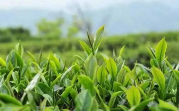 下午茶活动方案5篇