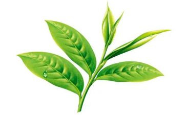 茶企业管理工作计划优秀8篇