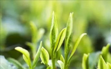 煮奶茶心得体会7篇