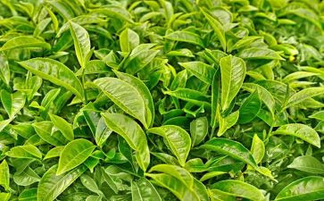 关于泡茶作文7篇