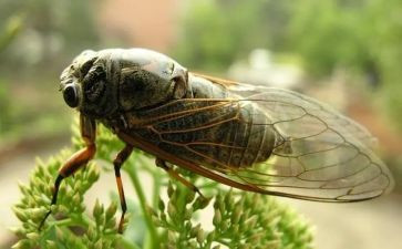 蚕和蝉教学教案通用5篇