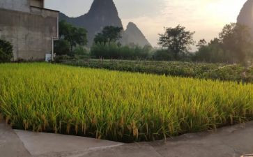 割稻谷的作文8篇