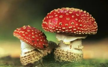 领导在学校禁毒教育讲话稿7篇