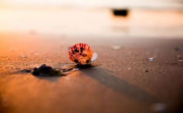 多彩的生活六年级作文8篇