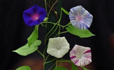 多彩的生活作文400字6篇