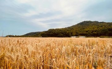 音乐课苹果丰收教案6篇