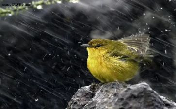 东风雨电影观后感7篇