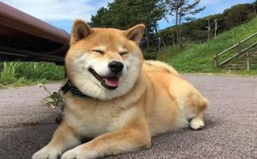 狗的调查报告6篇