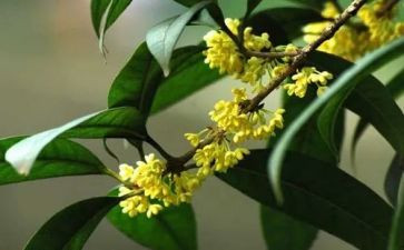 桂花树教案8篇