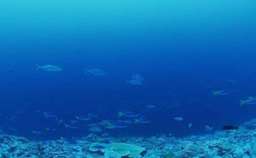读海底两万里心得体会7篇