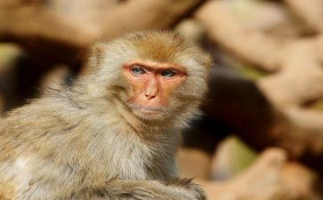 音乐三只小猴子教案5篇