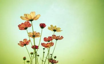 小花狗教案5篇