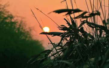 《秋天的怀念》读后感优质5篇