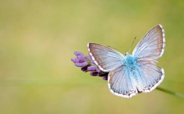 中班音乐蝴蝶教案7篇