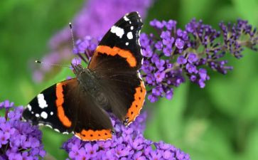 小班音乐蝴蝶教案7篇