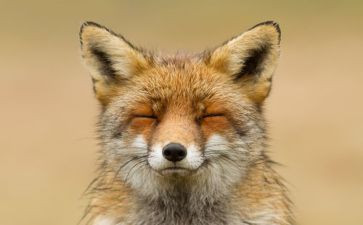 马和狐狸的读后感模板8篇