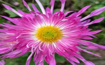 中班《菊花》教案7篇