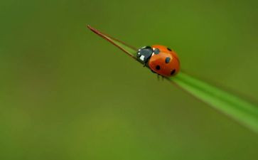 昆虫记心得体会1000字6篇