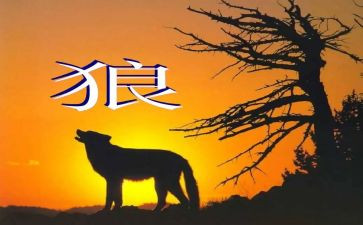 《狼》的读后感600字作文参考7篇