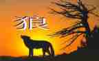 《狼》的读后感600字作文参考7篇