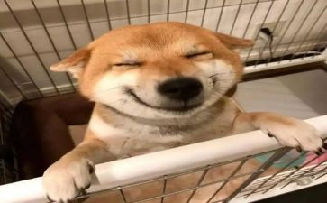 小鱼的梦音乐活动教案5篇