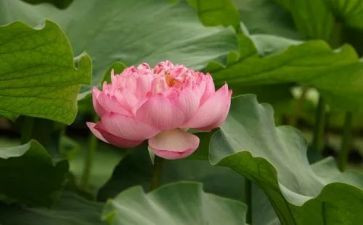 宝莲灯的观后感6篇