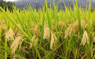 关节约粮食的演讲稿推荐6篇