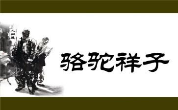 骆驼的读后感1500字8篇