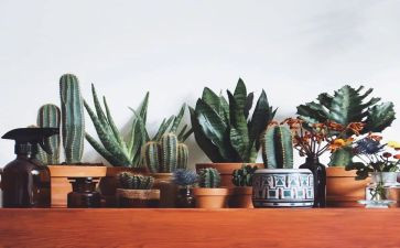 绿也仙踪读后感推荐6篇