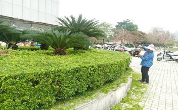 绿化校园工作计划7篇