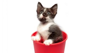 猫的读后感300字通用5篇
