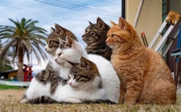 猫的读后感300字7篇