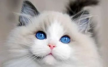 猫读后感200字精选6篇
