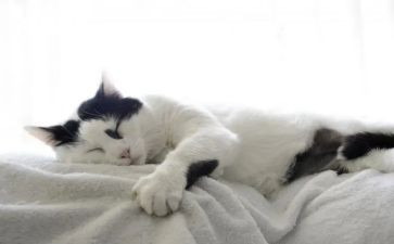 猫,观后感6篇
